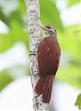 Straight-billed Woodcreeper